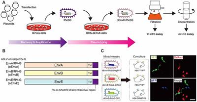 Multiplex Neural Circuit Tracing With G-Deleted Rabies Viral Vectors